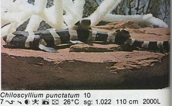 Chiloscyllium punctatum